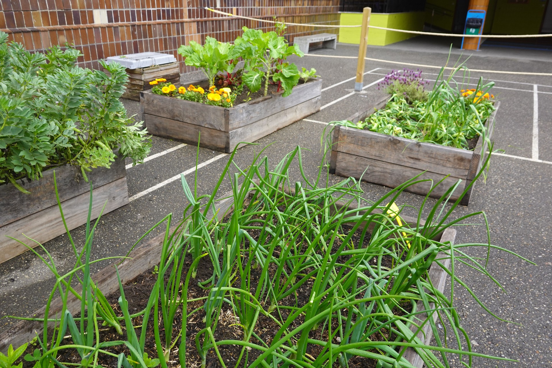 Green onions growing in raised garden beds in a schoolyard