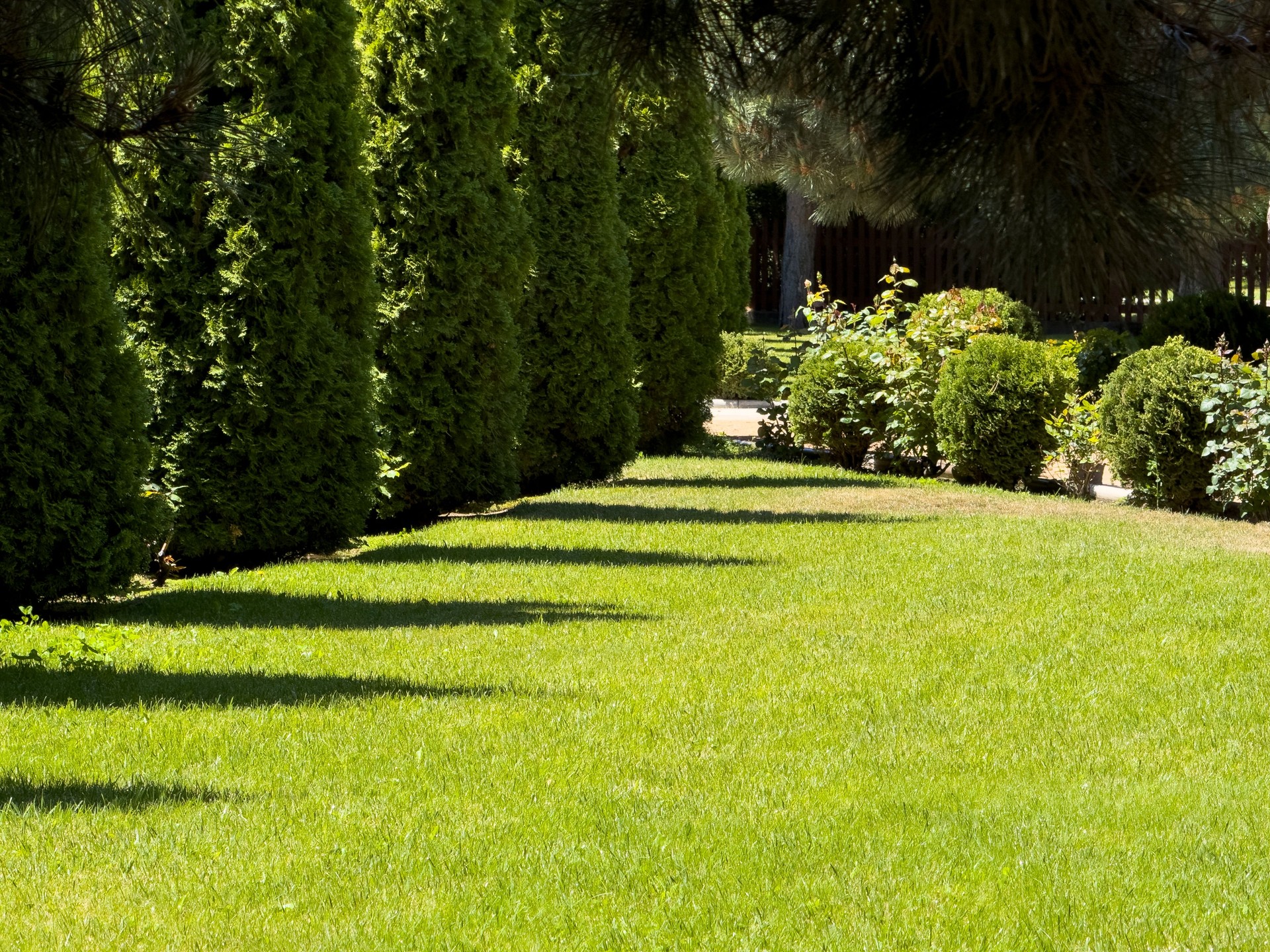 Manicured green lawn bordered by a row of neatly trimmed evergreen trees and bushes, creating a serene and well-maintained garden scene. Perfect for landscaping design, garden care promotions, and outdoor living themes.