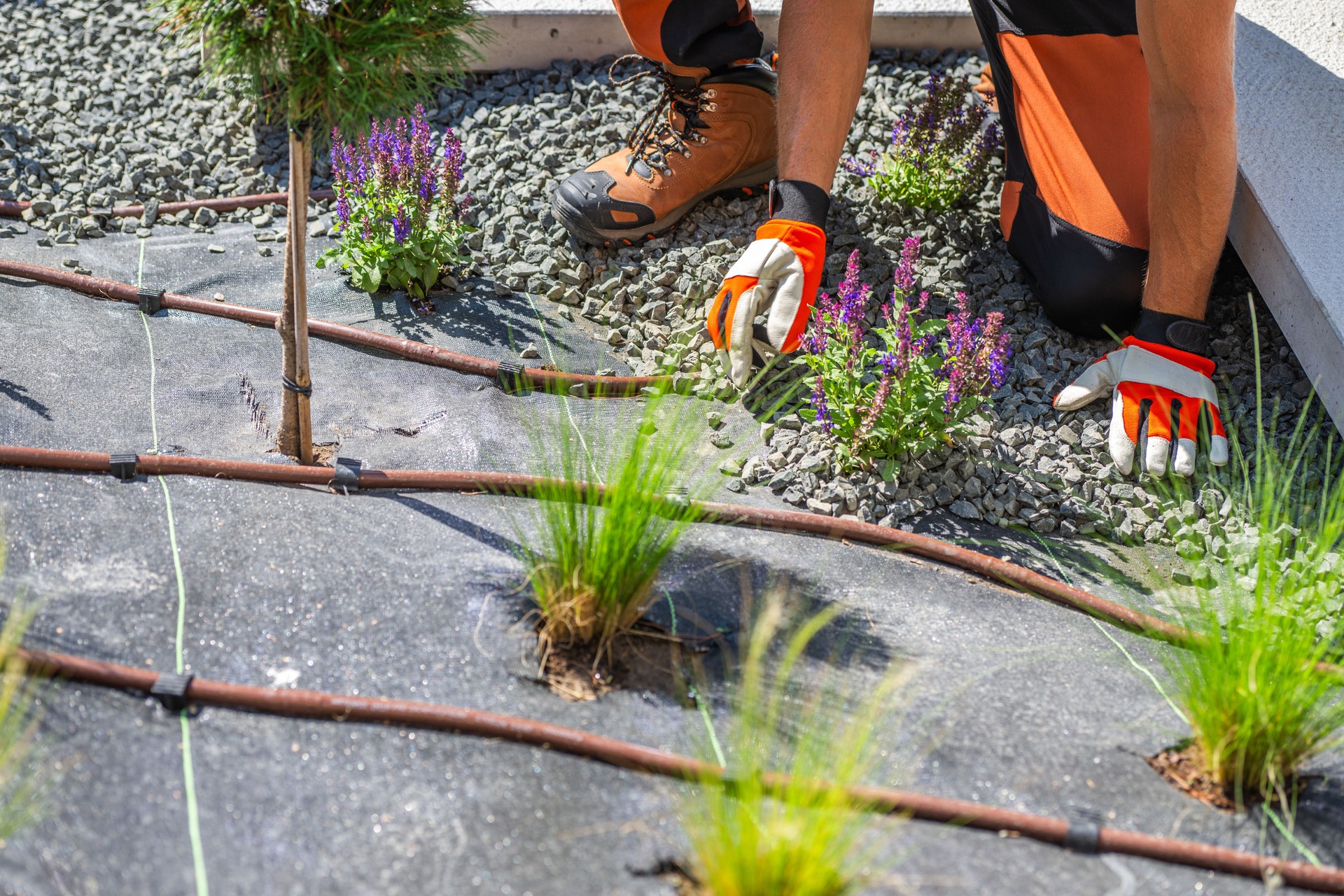 Gardener Installing Drip Irrigation in a Decorative Gravel Landscape on a Sunny Day